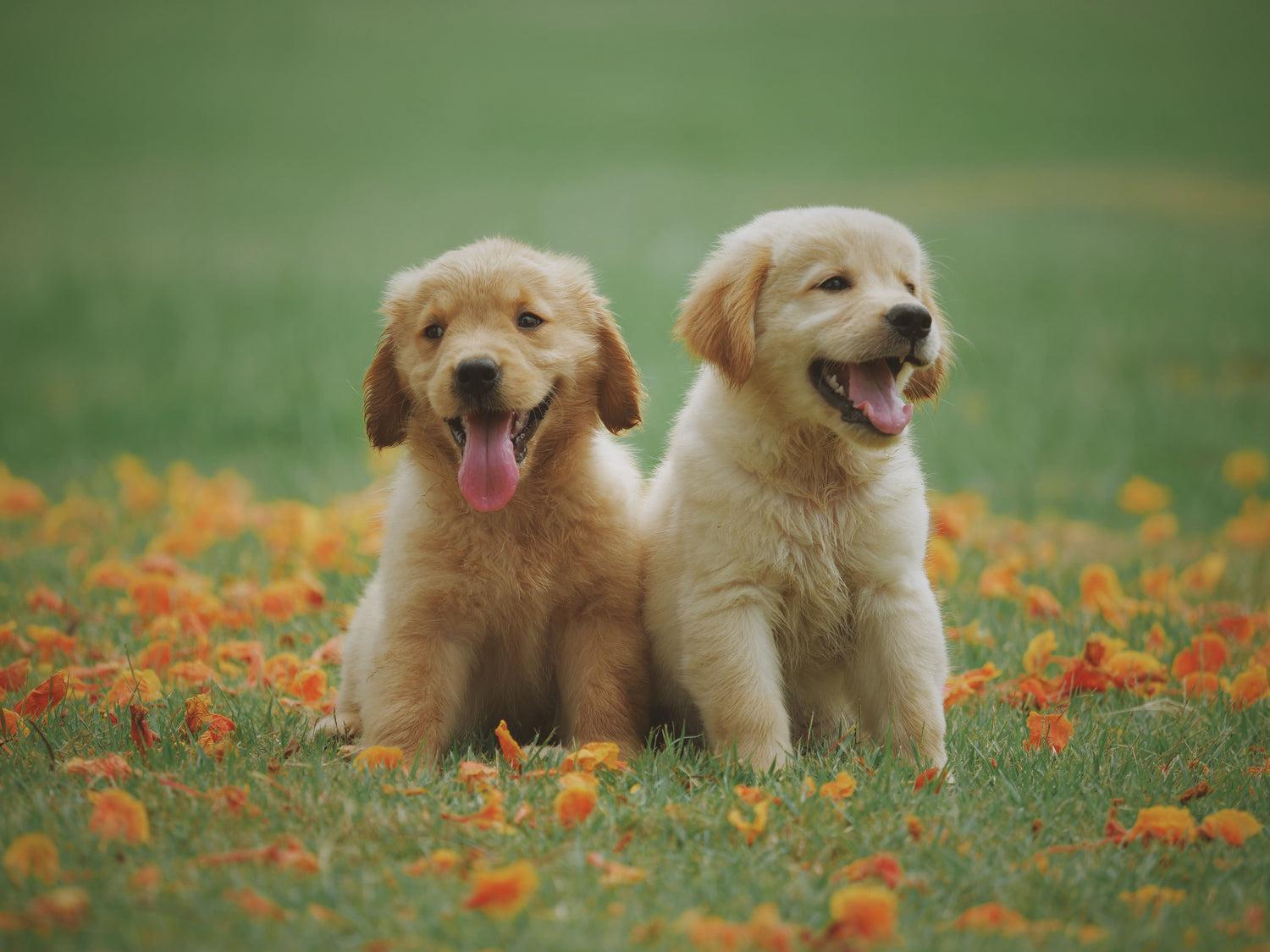 Happy dog with toys - PAWLYME Dogs Collection