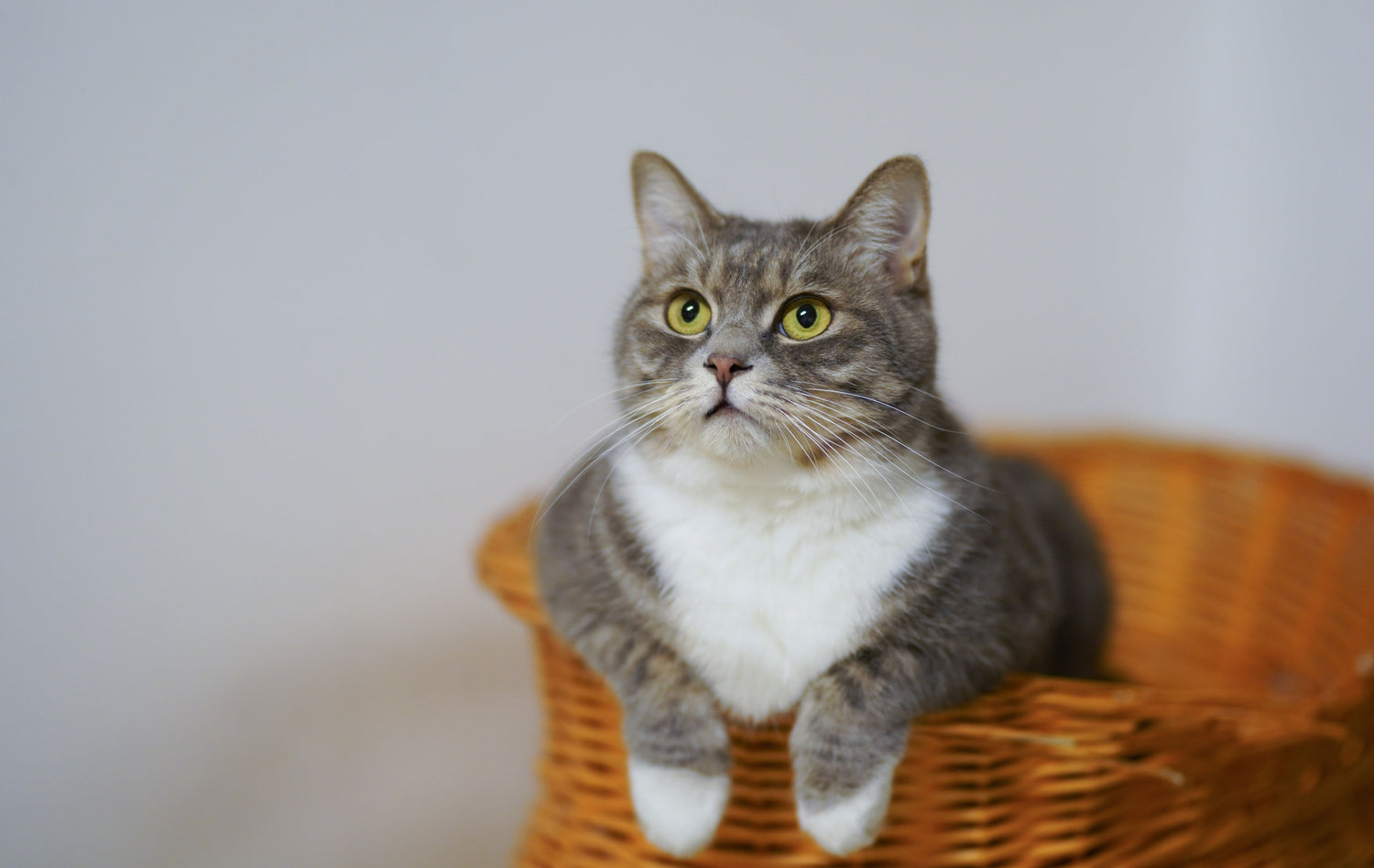 Cute cat resting - PAWLYME Cats Collection