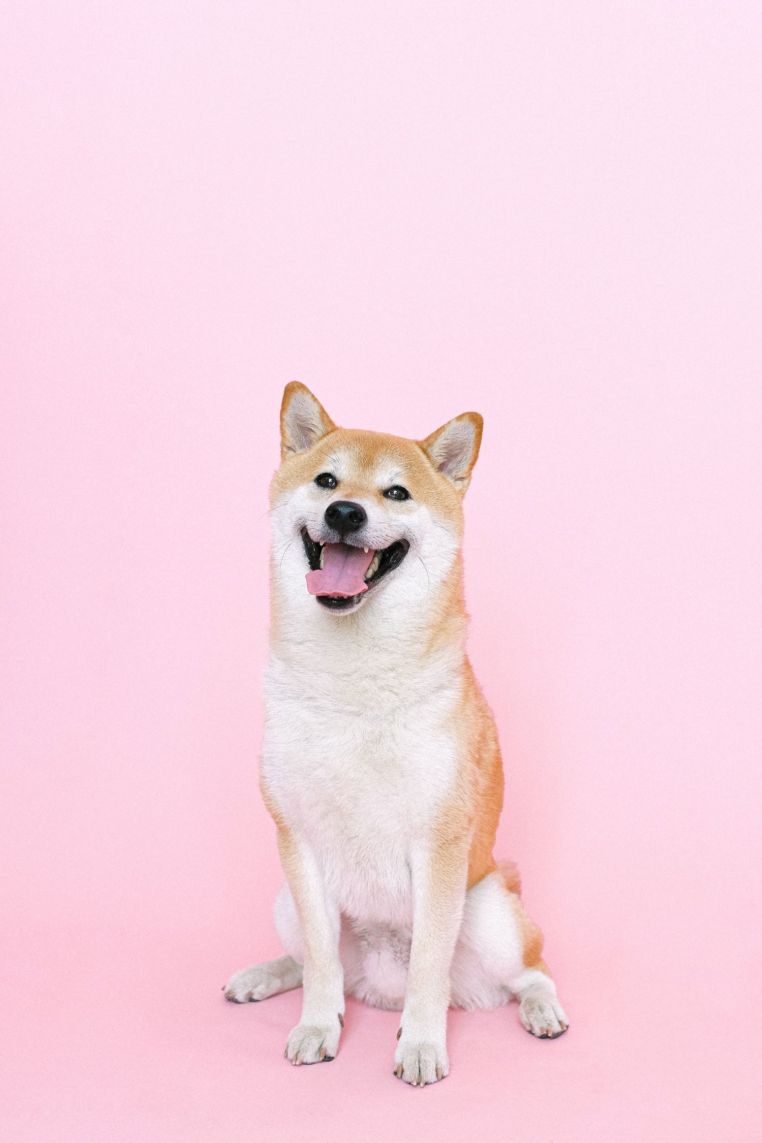 Pet care bundles - PAWLYME Bundles & Sets