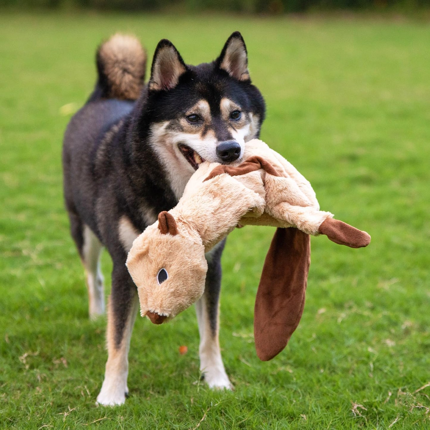Squeaky Dog Toys with Soft Durable Fabric for Small, Medium and Large Pets Interactive Toy for Indoor Play, Supports Active Biting and Play - 4 Figures, Large